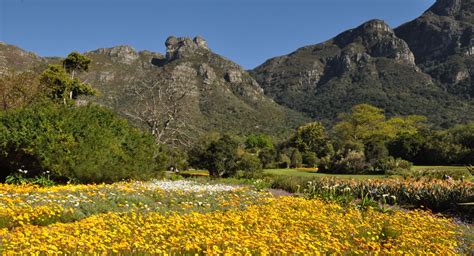   Kirstenbosch National Botanical Garden: An Oasis of Floral Wonders and Scenic Delights!