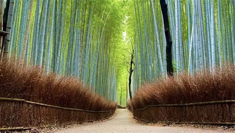 สวนไผ่หลงเหมย สวรรค์ของการพักผ่อนและการถ่ายภาพที่สวยงาม!