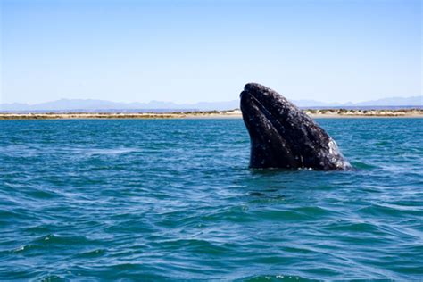  อุทยานแห่งชาติ El Vizcaíno นครทางใต้ของ Baja California: เงาของวาฬสีเทา